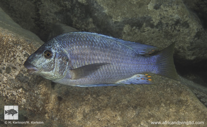 Petrochromis sp. 'texas blue neon' Kashia Island